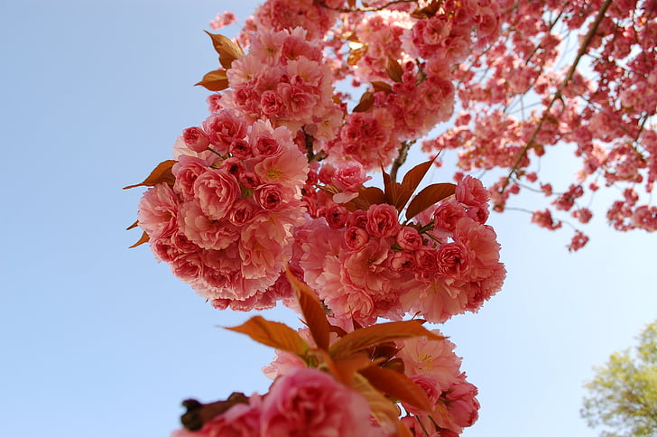 Cherry blossom, kirsebær, blomster, blomst, natur, skrøbelighed, skønhed i naturen