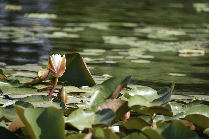 lotos, yuyuantan park, Vjetar naljepnice s cijenama u Pekingu, Subota, Početak ljeta nakon