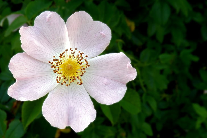 Divoká růže, květ, Bloom, jaro, růžová, Příroda, květ