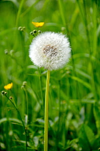 dandelion, spring, meadow, flower, nature, pointed flower, plant