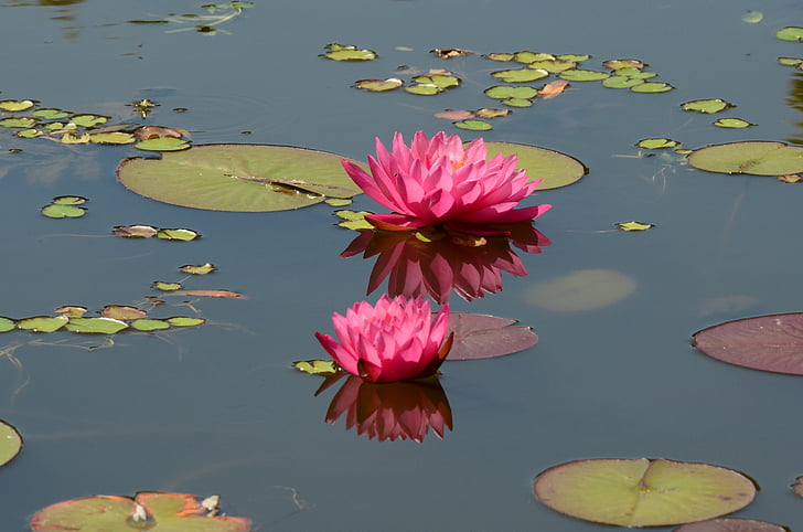 lily, water lily, flower, pink, flora, water, water plant