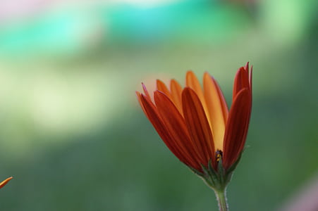Daisy, oranssi, värikäs, Blossom, Bloom, Afrikkalainen daisy, kevään kukat