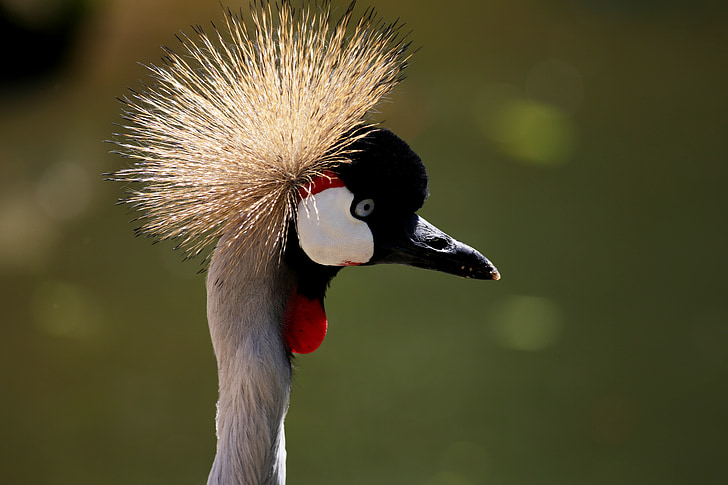 crowned crane, crown, crest, head, close-up