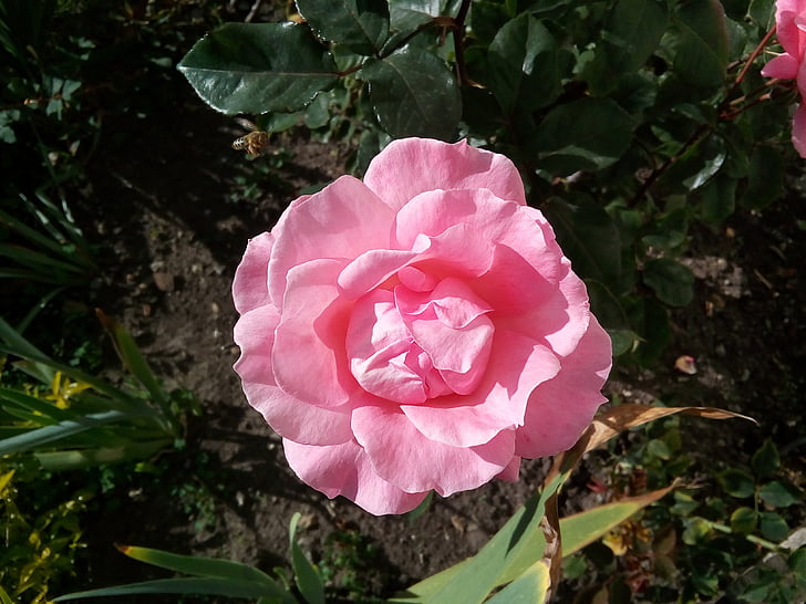 rosa, pianta, fiore, colore rosa, cespuglio di Rose, natura, colore rosa
