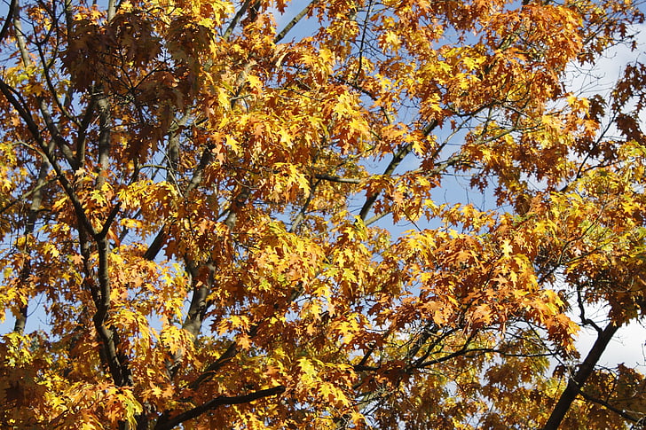 træ, blade, efterår, oktober, tid af året, blad, natur