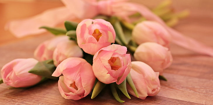 Tulipaner, Tulipa, blomster, schnittblume, avl tulip, forår, tidlige bloomers
