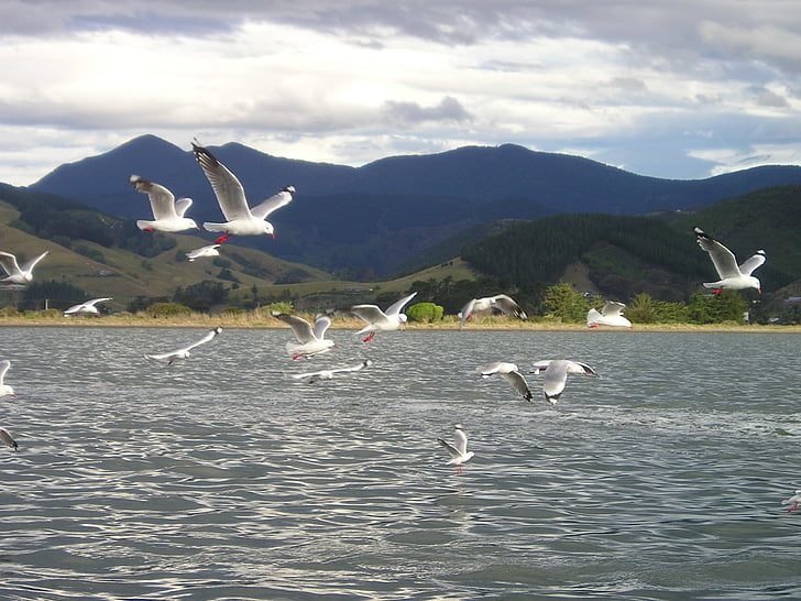 Nuova Zelanda, gabbiani, volare, flutter, stormo di uccelli, mare, uccello