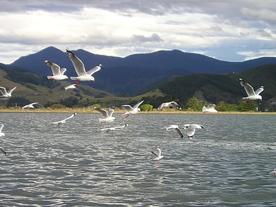 Nowa Zelandia, mewy, latać, trzepotanie, stado ptaków, morze, ptak