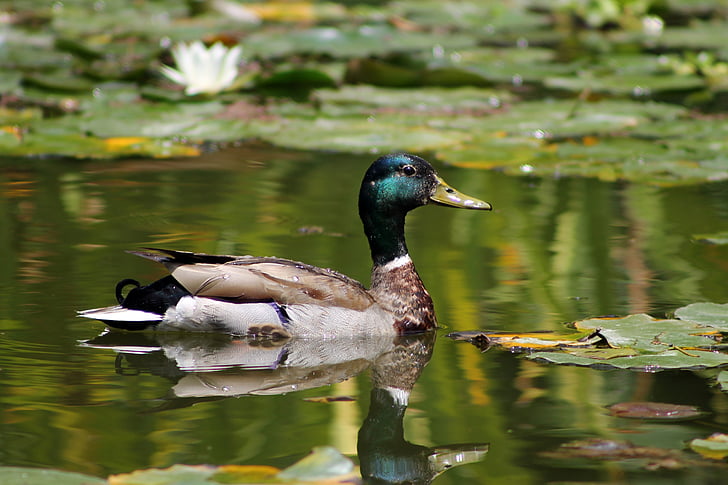 патица, зеленоглава патица, езерото, Грийн, диви, мъжки, вода