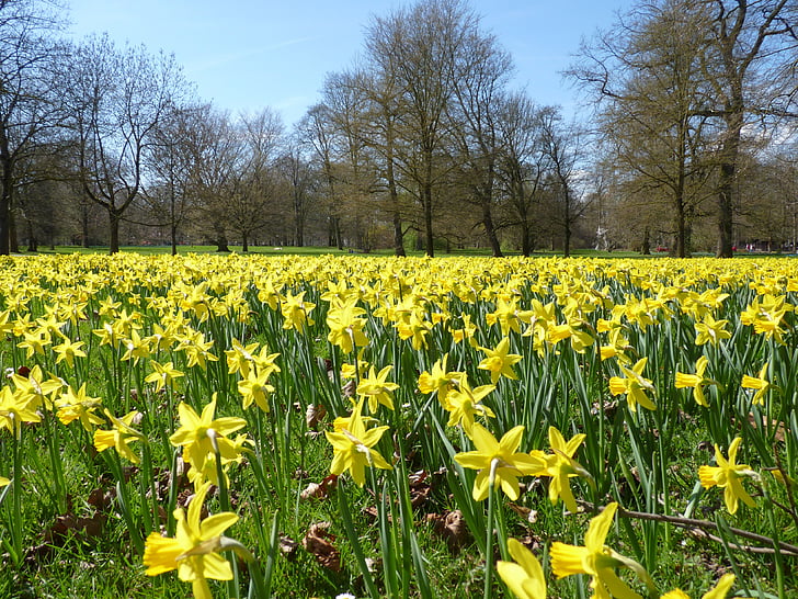 narcisos, campo de Narciso, Osterglocken, amarillo, primavera, flor, floración