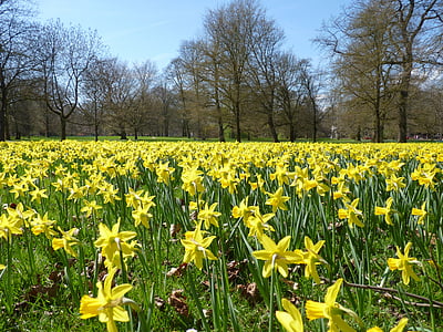 narcisos, campo de Narciso, osterglocken, amarelo, Primavera, flor, flor