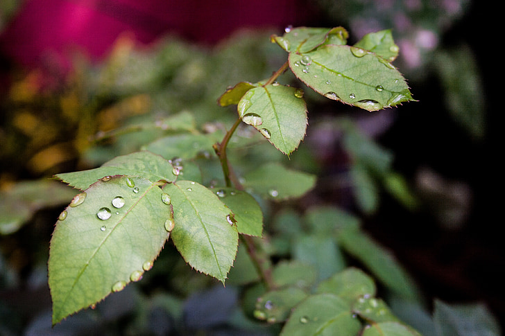 leaves, green, green leaves, garden, branch, plants, drizzle