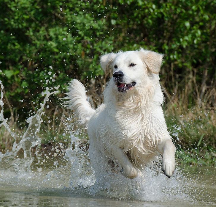 Golden retriever, water, hond, zomer, Lake, natuur, huisdieren