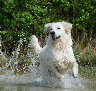 Γκόλντεν Ριτρίβερ, νερό, σκύλος, το καλοκαίρι, Λίμνη, φύση, κατοικίδια ζώα
