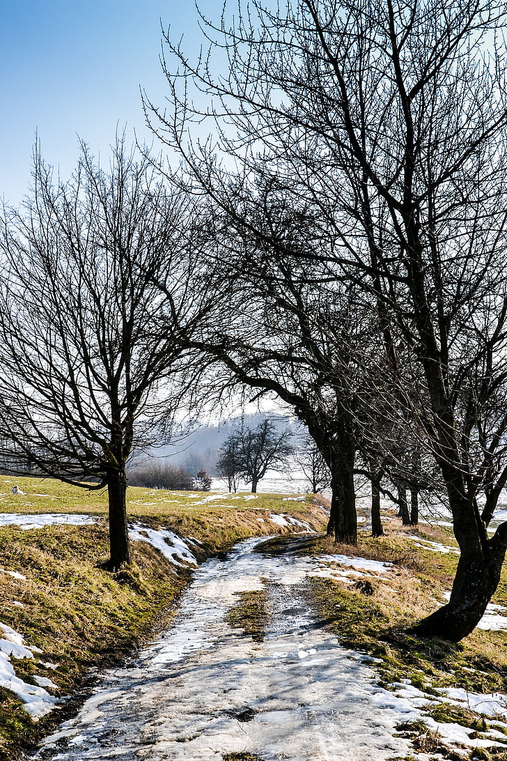 paisaje, nieve, Ruta de acceso, invierno, naturaleza, árboles, a pie