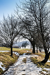 landscape, snow, path, winter, nature, trees, walk