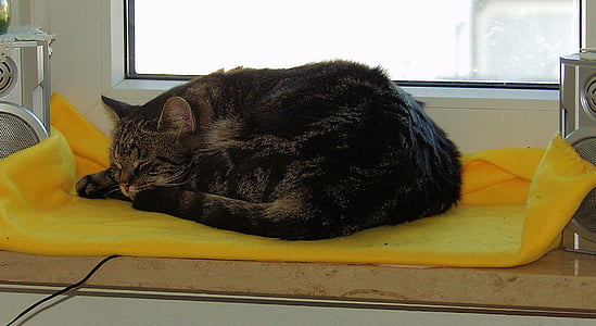 cat, mackerel, sleeping, window sill, tired, animal