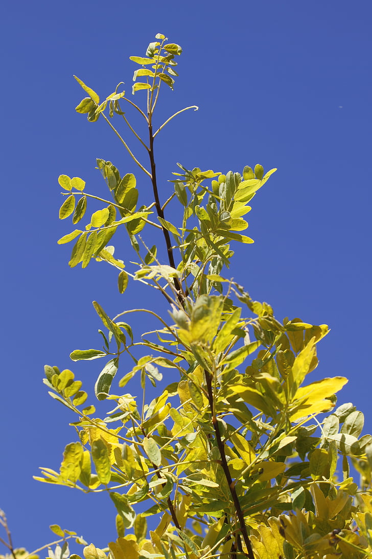 gleditsia, δερμάτινα μανίκια δέντρο, δέντρο, Μέλι ακρίδων, μακρόστενο, ουρανός, μπλε