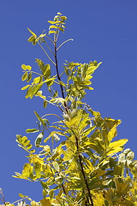 Gleditsia, arbre de manches en cuir, arbre, févier, oblong, Sky, bleu