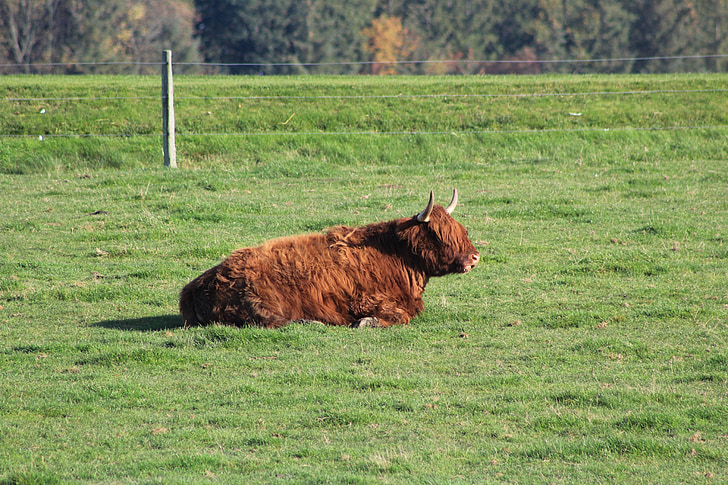 Ox, animal, ruminant, nature, bétail, paysage, Meadow