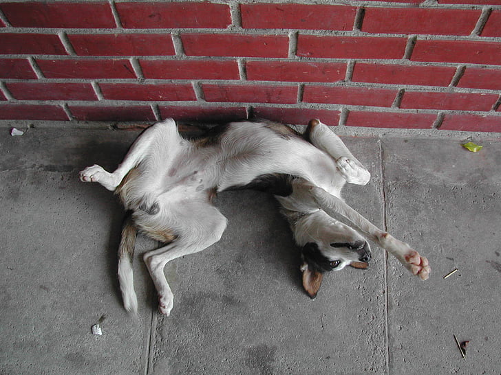 dog, laziness, tiredness, lying on back, lying on your back
