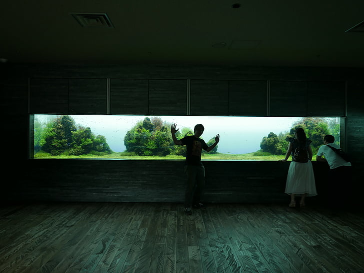 silhouet, Fish Tank, Tokyo, donker, Aquarium, dierentuin, toeristische