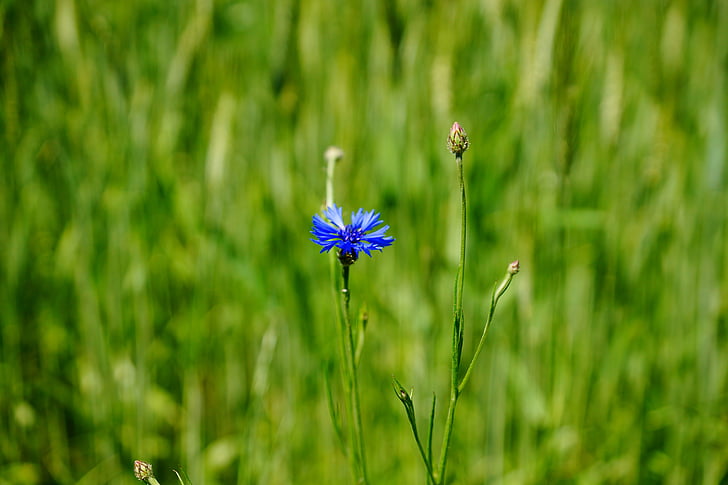 cornflower, cockle, nature, lonely, green, meadow, grass
