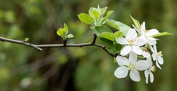 fiori, bianco, Casey, albero, primavera, fiorì, natura