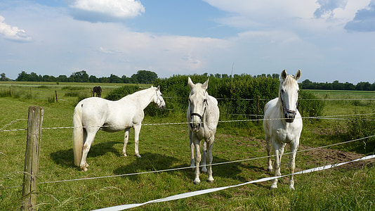 animal, horses, mold, coupling, pasture