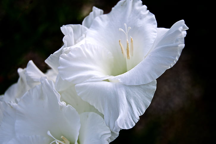 květ, květ, Bloom, bílá, Příroda, závod, Bílý květ