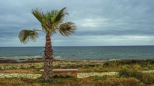 palm tree, coastal path, sea, horizon, stone bench, cloudy, kermia