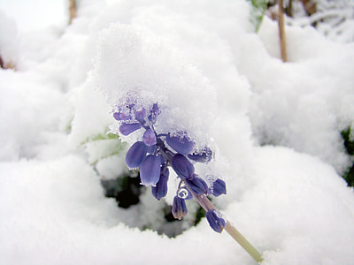 snö, vinter, kalla, blomma, fryst, naturen, kalla - temperatur