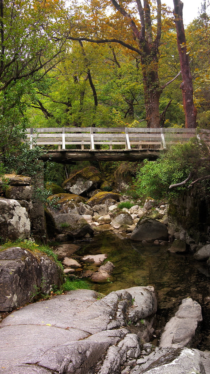 bridge, nature, landscape, portugal, park, forest, natural