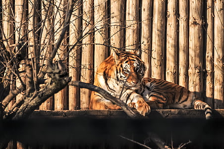 Tigre, ojos, Cuidado, felino, Color, Parque zoológico, flora y fauna