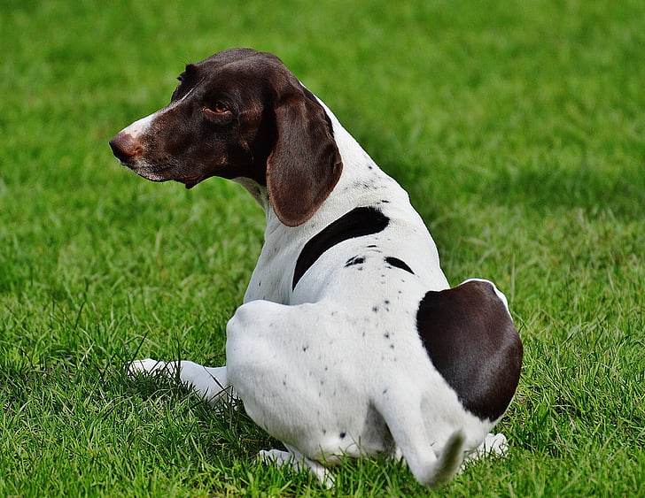 anjing, Karlsruhe poing, keprihatinan, santai, Manis, padang rumput, hewan peliharaan