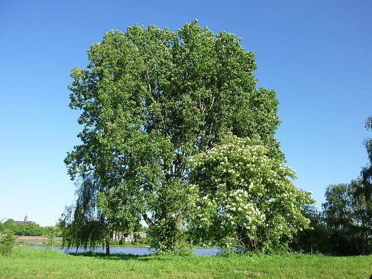 pohon, musim panas, Monheim rhine