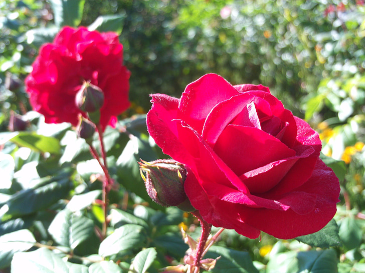 Rosa, rood, rode roos, natuur, bloemen, lente, Tuin
