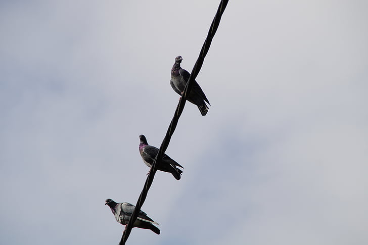 pigeons, power line, sit, gather, birds, electricity, lines