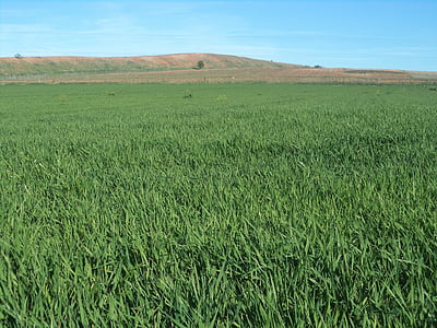 barley field, daganzo, madrid, spain