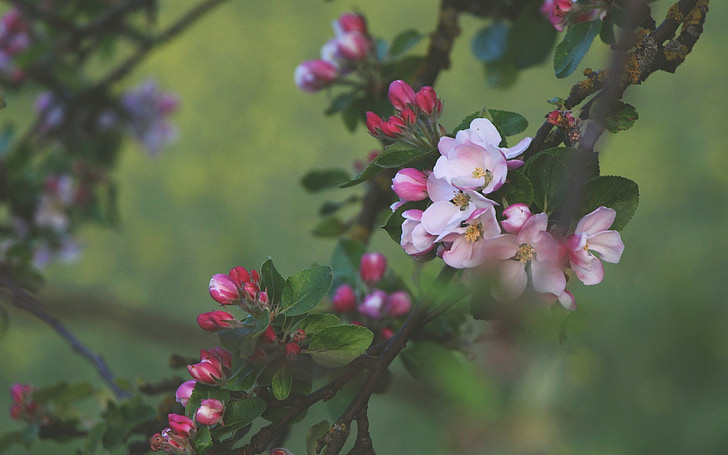 вишневий цвіт, Вишня, рожевий, Весна, цвітіння, квітка, дерево
