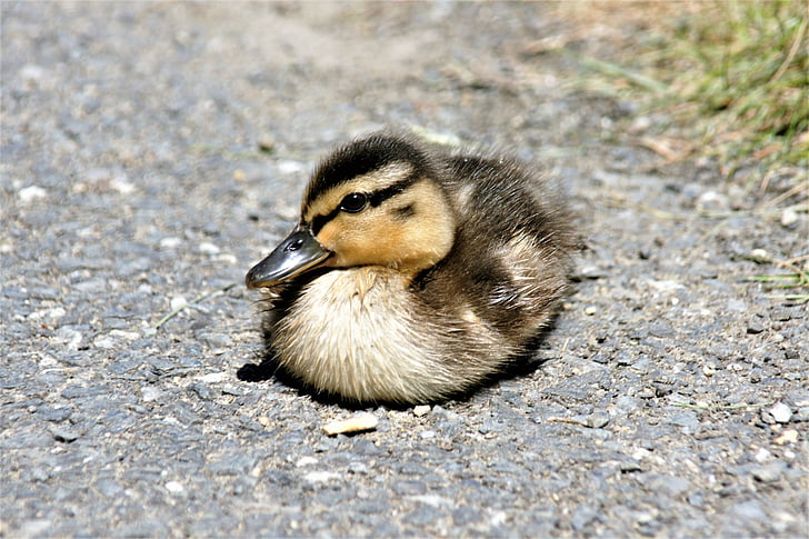 duck, chicken, water bird, wildlife photography, young animal