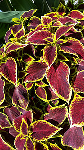 Coleus, plante, feuilles rouges et jaunes, feuille, brillant, jardin, Bush
