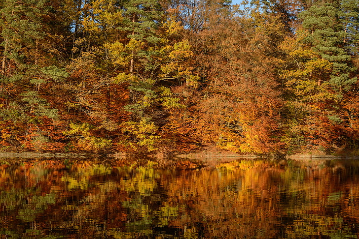 Есенни листи, езеро, Отразявайки, Есен, вода, листа, есента цвят