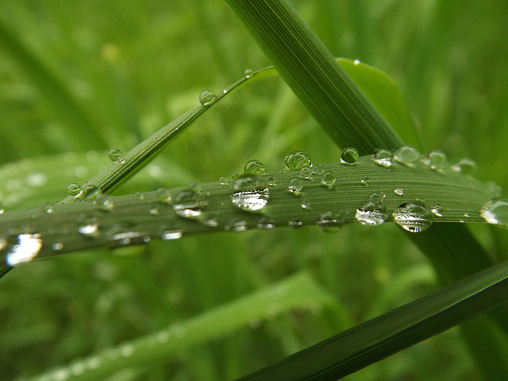goutte de pluie, herbe, goutte à goutte, goutte d’eau, graminées, Wet, plante