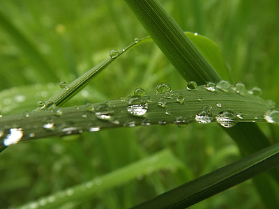σταγόνα βροχής, χλόη, στάγδην, σταγόνα νερού, χόρτα, υγρό, φυτό