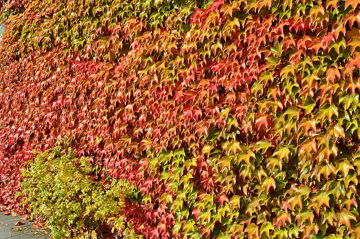 oktober, Vine blader, fall farge, natur, fargerike, fallet løvverk