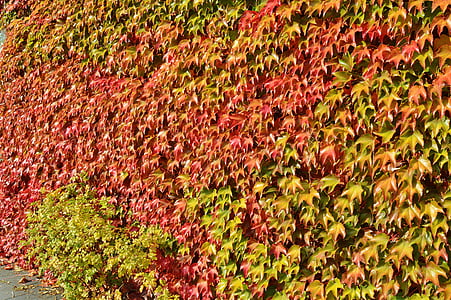 oktober, Vine blader, fall farge, natur, fargerike, fallet løvverk