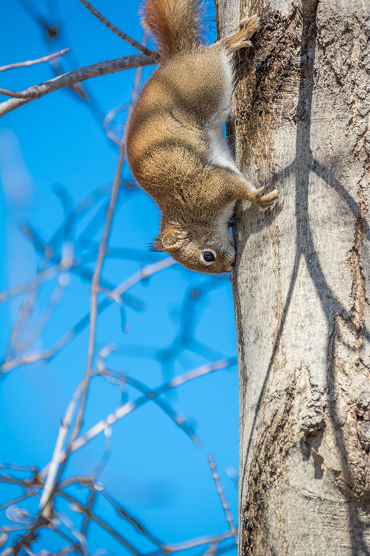 Navadna veverica, Glodavci, veverica, narave, prosto živeče živali, srčkano, divje