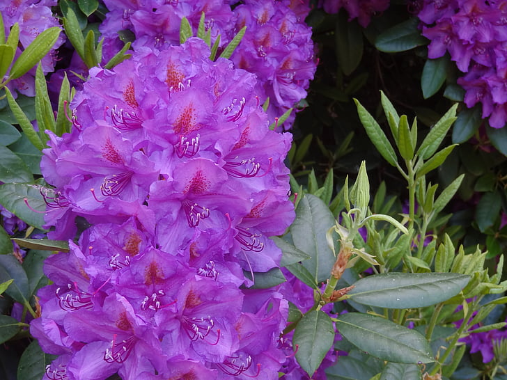 Rhododendron, Rododendroni, Ericaceae, cvet, cvet, vijolična, vijolična