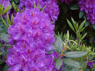 Rhododendron, rododendri, ERICACEAE, zieds, Bloom, Violeta, Violeta